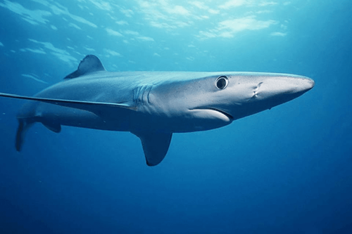 Represent Underwater Internet and how sharks chew on it article
